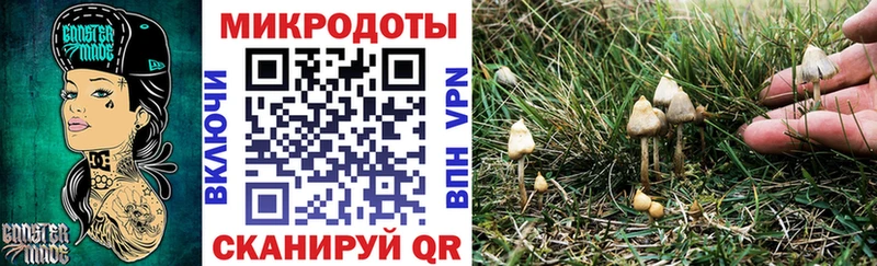 Псилоцибиновые грибы Psilocybine cubensis  Тосно 