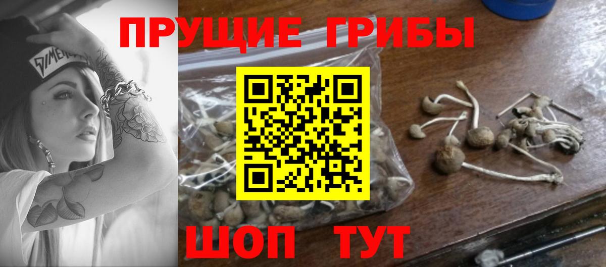 Псилоцибиновые грибы Psilocybe  Псилоцибиновые грибы Magic Shrooms  Вход с VPN  Тосно 